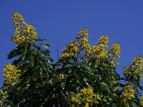 Senna spectabilis image