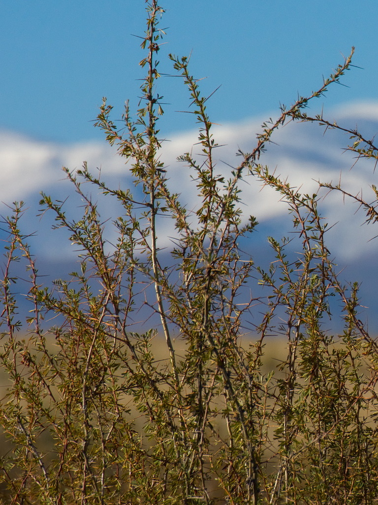 Caragana spinosa