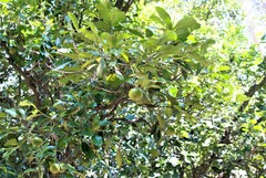 Diospyros nigra