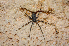 Tamopsis perthensis