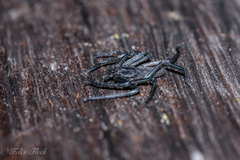 Trachycosmidae
