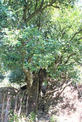 Diospyros nigra