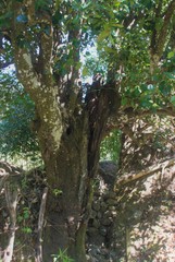 Diospyros nigra