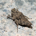 Thoradonta nodulosa - Photo (c) David R, some rights reserved (CC BY-NC), uploaded by David R