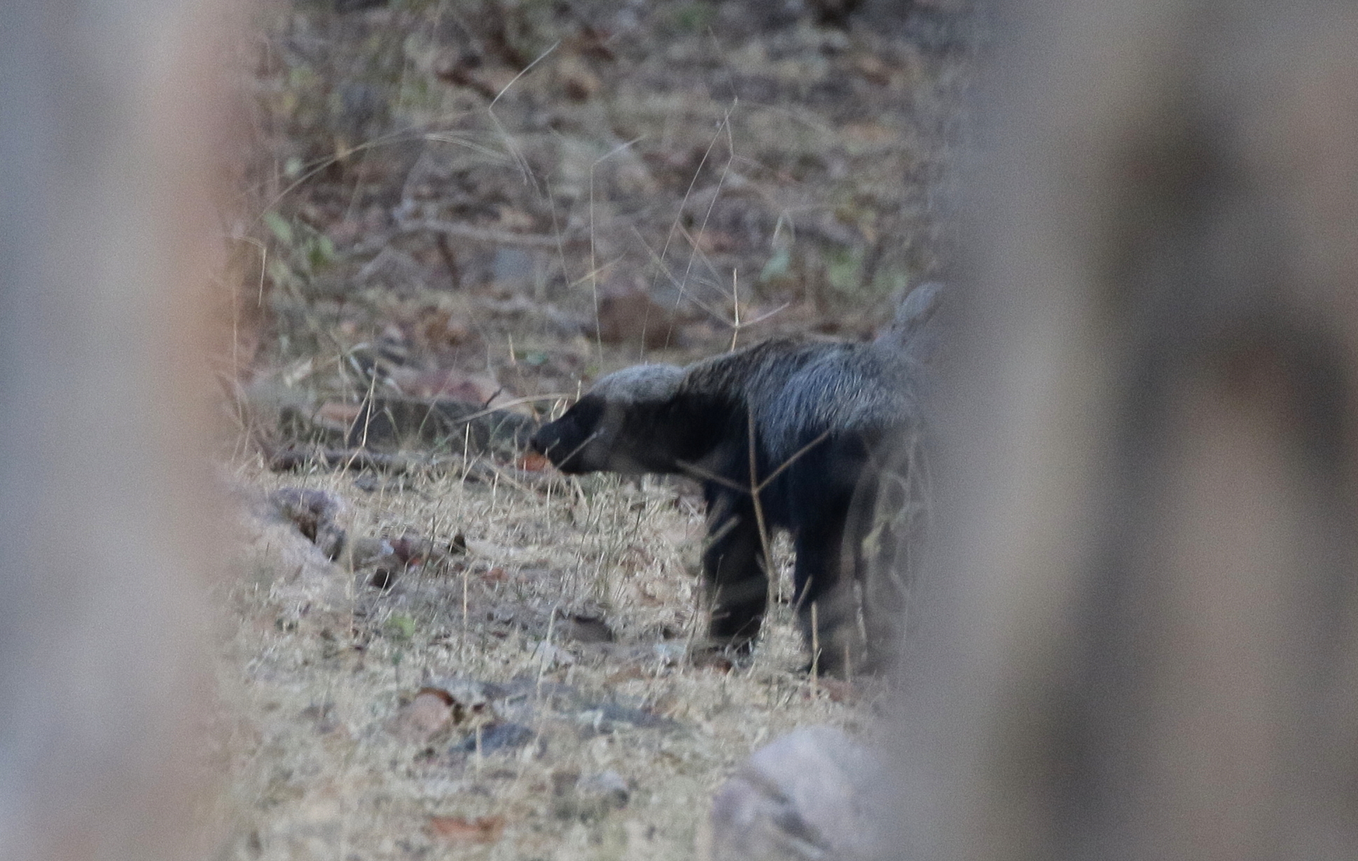Ratel Indio (Subespecies Mellivora capensis indica) · iNaturalist Mexico, image size:1939x1230