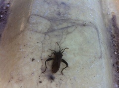 Piezogaster basilicus