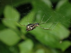 Neriene cavaleriei