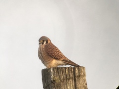 Falco sparverius sparverius