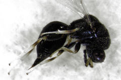 Eurytomidae