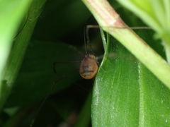 Pseudogagrella splendens