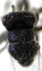 Eurytomidae
