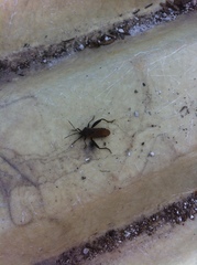 Piezogaster basilicus