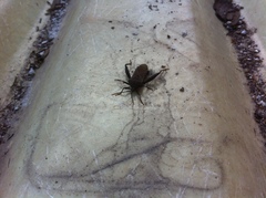 Piezogaster basilicus