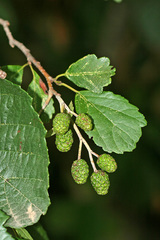 Alnus glutinosa barbata