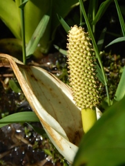 Lysichiton camtschatcensis
