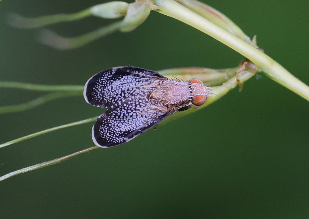 Eutreta from Montgomery County, OH, USA on July 30, 2023 at 0923 AM by