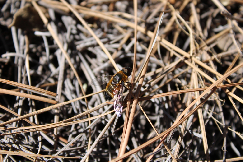Villa nigriceps
