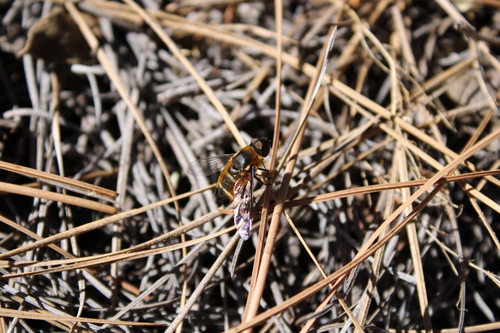 Villa nigriceps