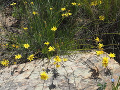 Osteospermum asperulum
