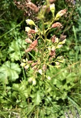 Heuchera richardsonii