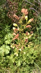 Heuchera richardsonii