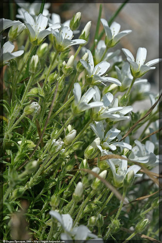 Representative image of Arenaria grandiflora