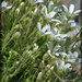 Arenaria grandiflora - Photo (c) Vadim Prokhorov, μερικά δικαιώματα διατηρούνται (CC BY-NC), uploaded by Vadim Prokhorov