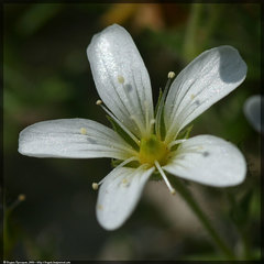 Arenaria grandiflora