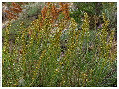 Artemisia salsoloides