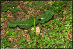 Arum cylindraceum
