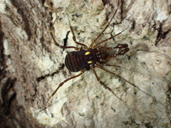 Epedanidae