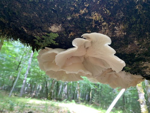 Pleurocybella porrigens — (c) Nick Knutson, some rights reserved (CC BY)