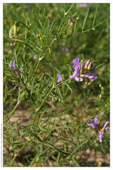 Astragalus arenarius