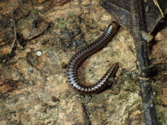 Anaulaciulus tonginus