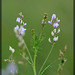 Astragalus sulcatus - Photo (c) Vadim Prokhorov, algunos derechos reservados (CC BY-NC)