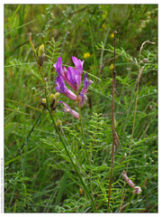 Astragalus varius