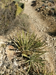 Agave schottii