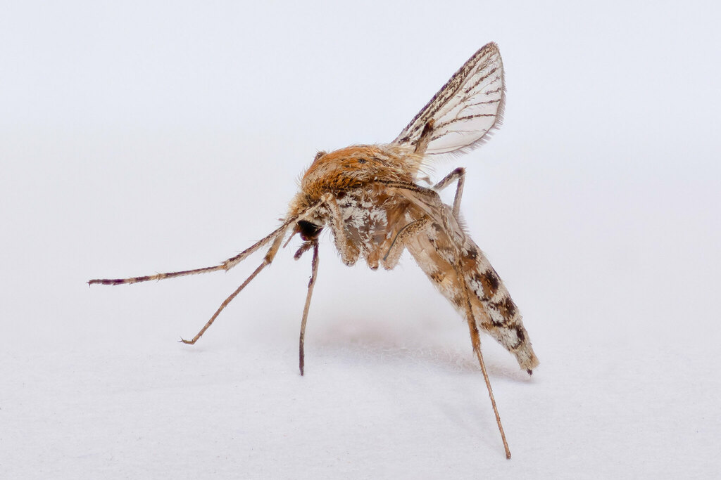 Aedes caspius from Città Studi, Milano MI, Italia on July 30, 2023 at ...