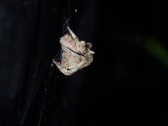 Poltys illepidus