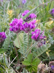 Oxytropis erecta