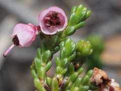Erica umbelliflora
