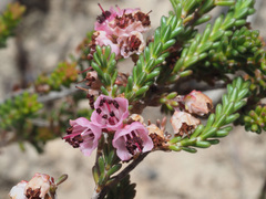 Erica umbelliflora