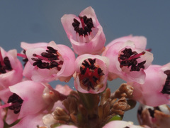 Erica umbelliflora