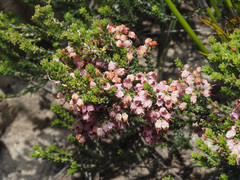 Erica umbelliflora