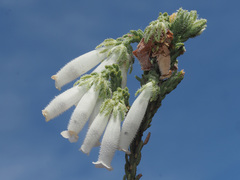 Erica strigilifolia