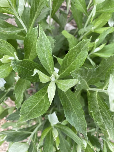 iNaturalist observation photo of California mugwort