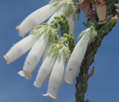 Erica strigilifolia