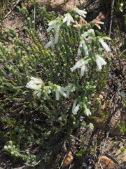 Erica strigilifolia