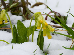 Primula veris macrocalyx