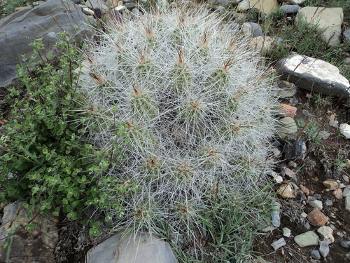 Echinocereus parkeri